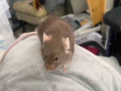 Sprocket the Pet Mouse