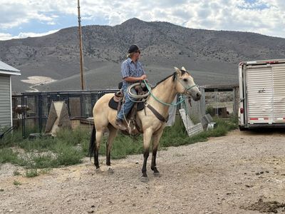 12 year old 14.3 hand buckskin mare
