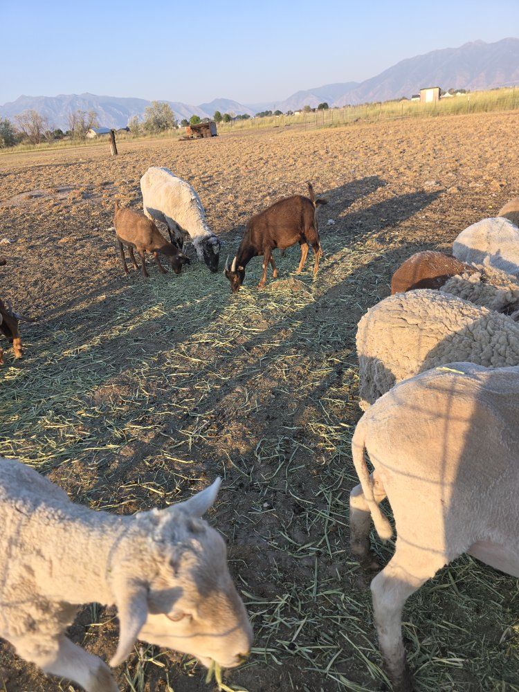We will adopt unwanted farm animals