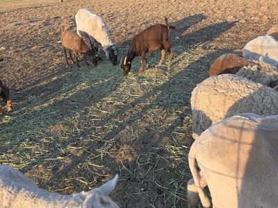 We will adopt unwanted farm animals