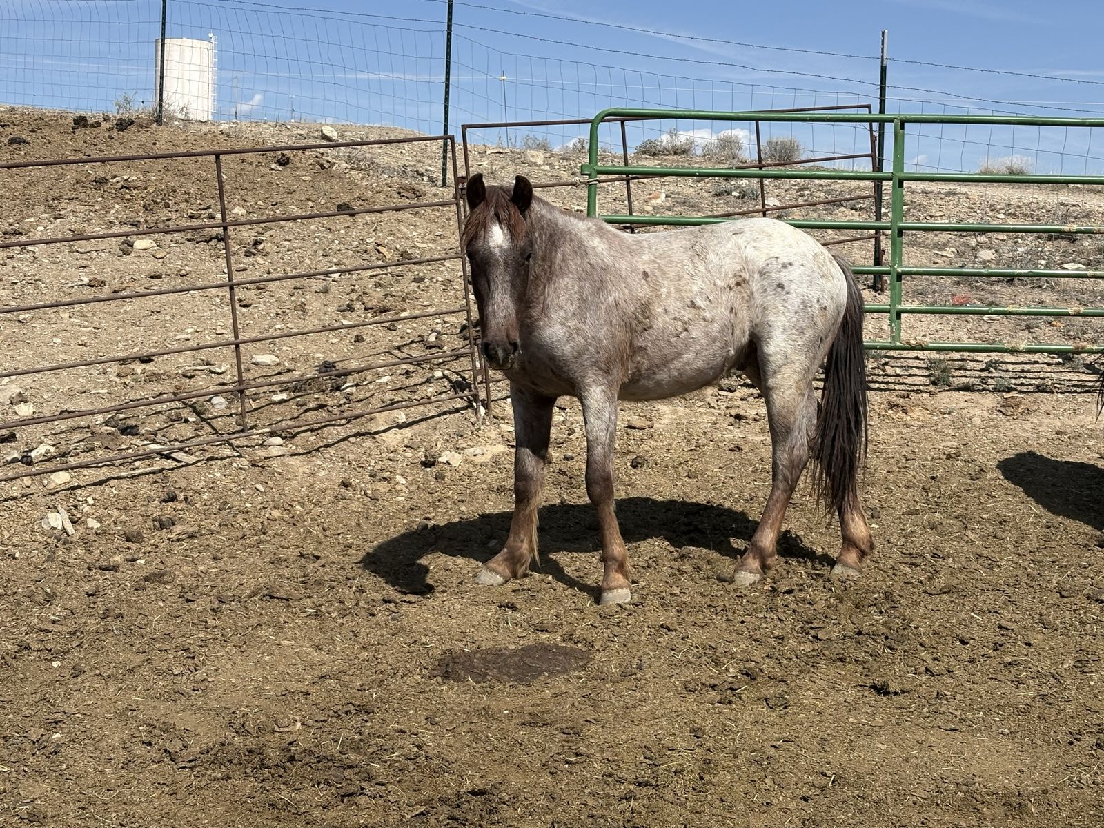 2 Year Old Gelding