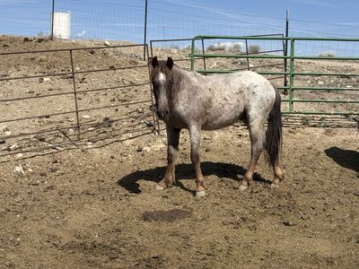 2 Year Old Gelding
