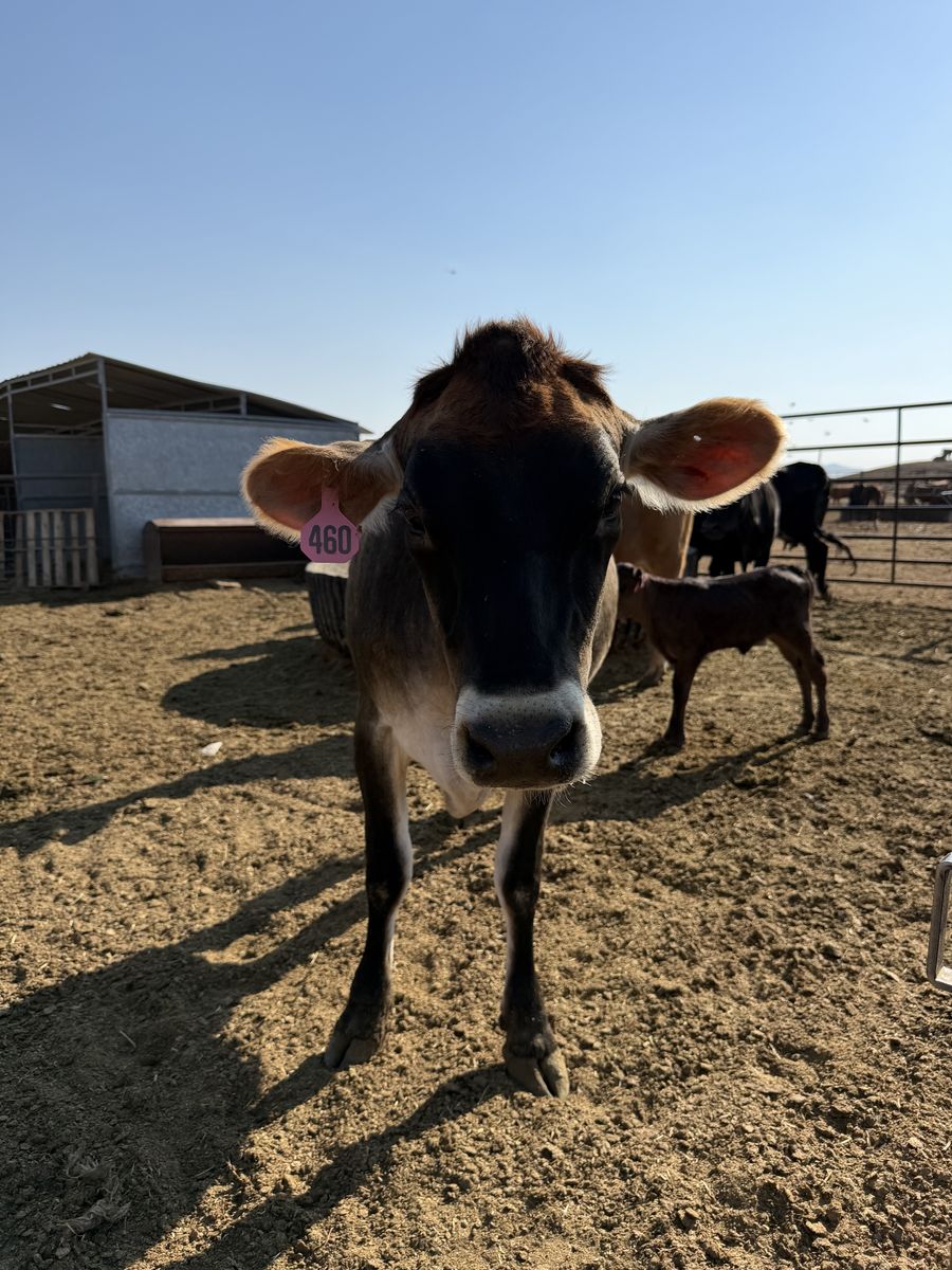Breed Jersey cattle