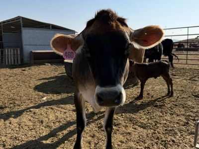 Breed Jersey cattle