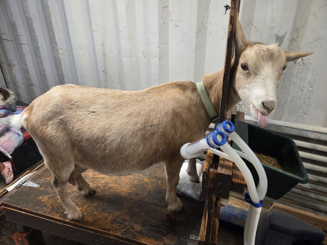 Nigerian Dwarf in Milk.