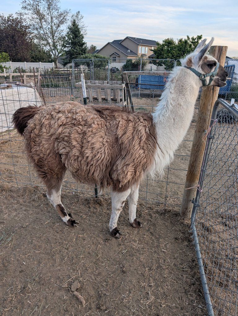 3 year old maloe Llama for Sale - in tact, leads well and very friendly around people