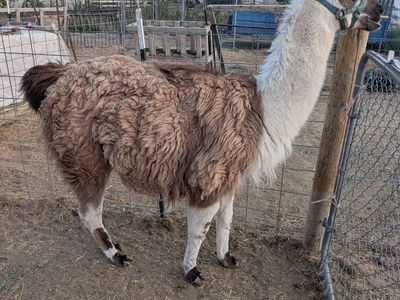 3 year old maloe Llama for Sale - in tact, leads well and very friendly around people