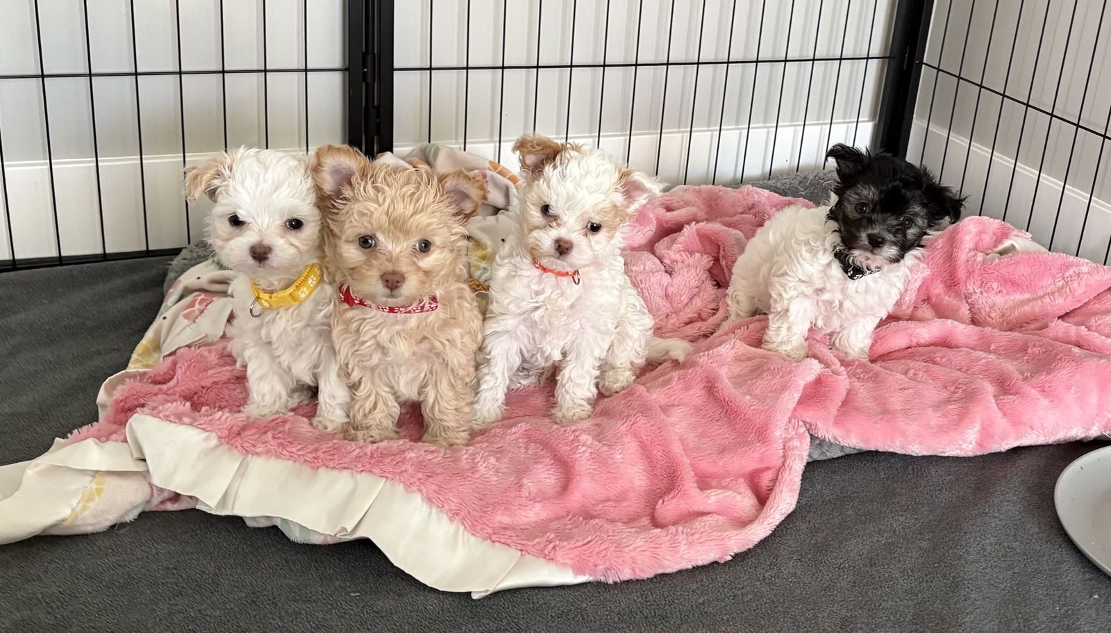 9 wk old Maltese puppies and Mama