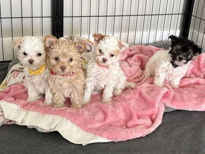 9 wk old Maltese puppies and Mama