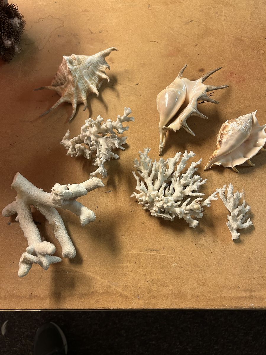 Shells & Coral Collection – $50 OBO