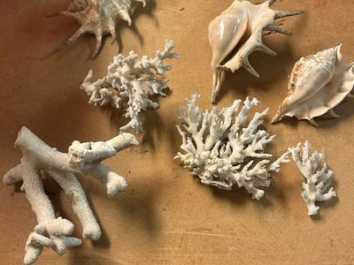 Shells & Coral Collection – $50 OBO