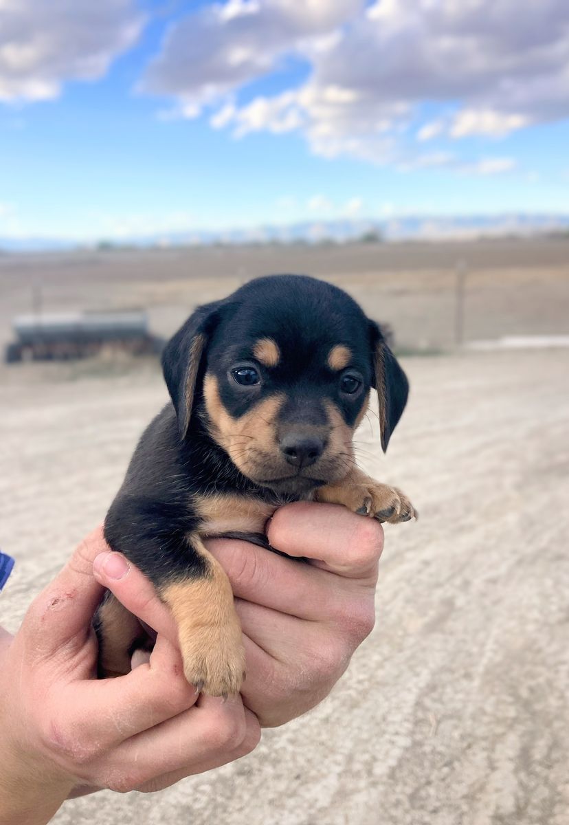Chihuahua/Mini Dachshund (Chiweenie) Puppies