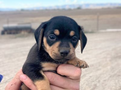 Chihuahua/Mini Dachshund (Chiweenie) Puppies