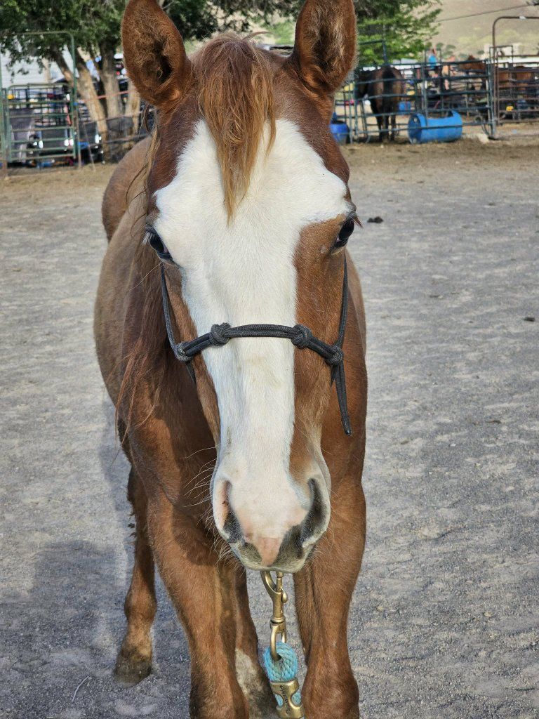 APHA Yearling colt