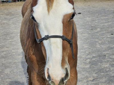 APHA Yearling colt