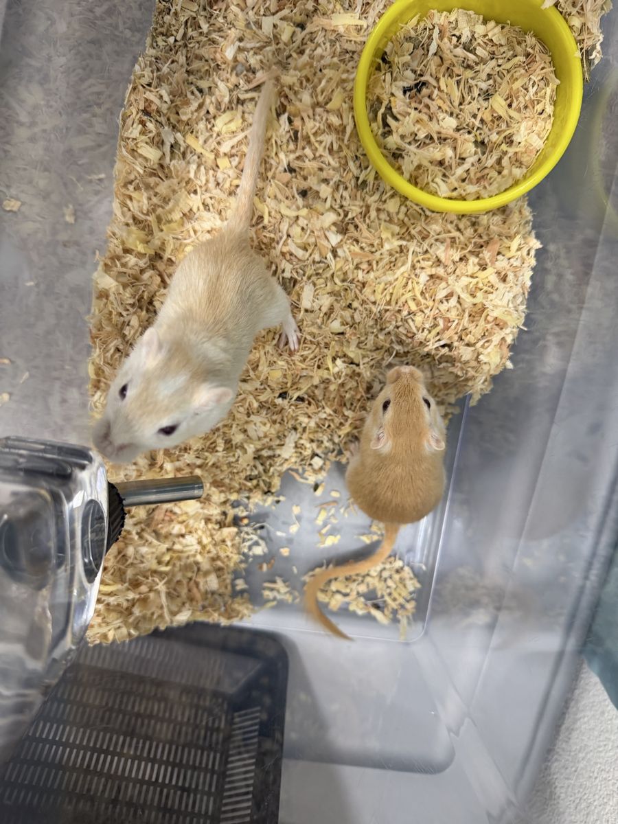 Two female gerbils for sale