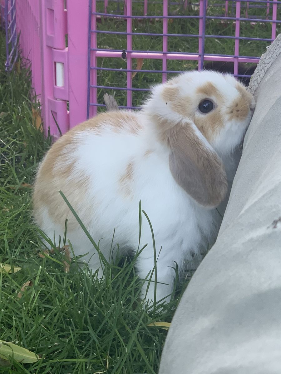 Darling Holland Lop Baby Bunnies! Bunny