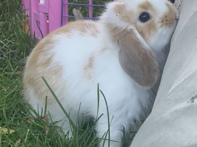 Darling Holland Lop Baby Bunnies! Bunny