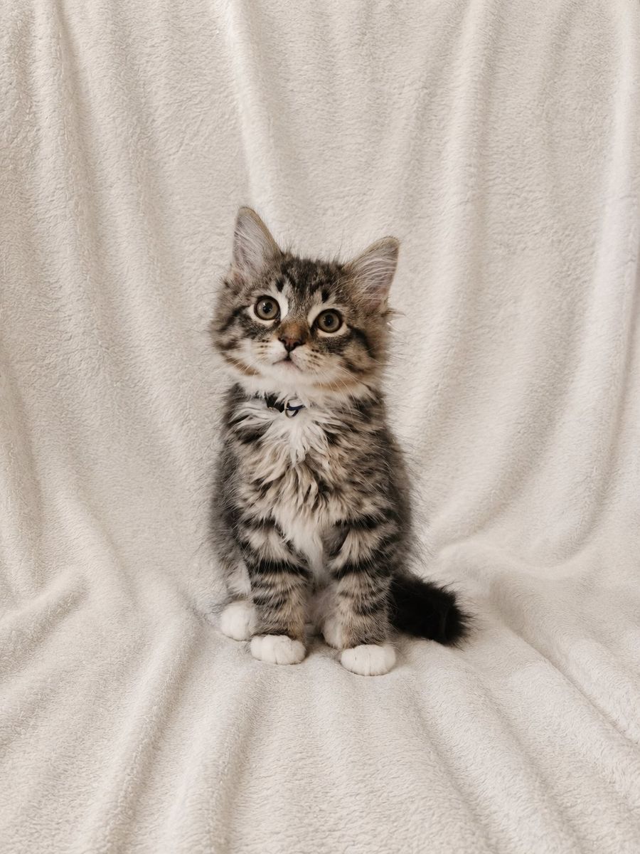 Adorable Half Ragdoll Kittens - Free Delivery to Northern Utah this Friday