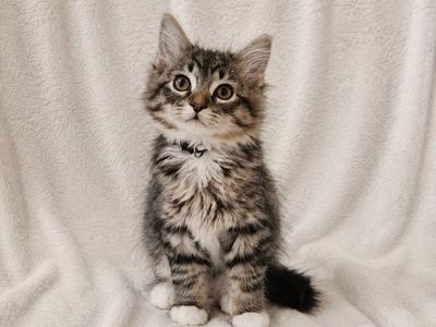 Adorable Half Ragdoll Kittens - Free Delivery to Northern Utah this Friday
