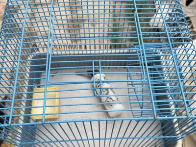 Hamster Cage