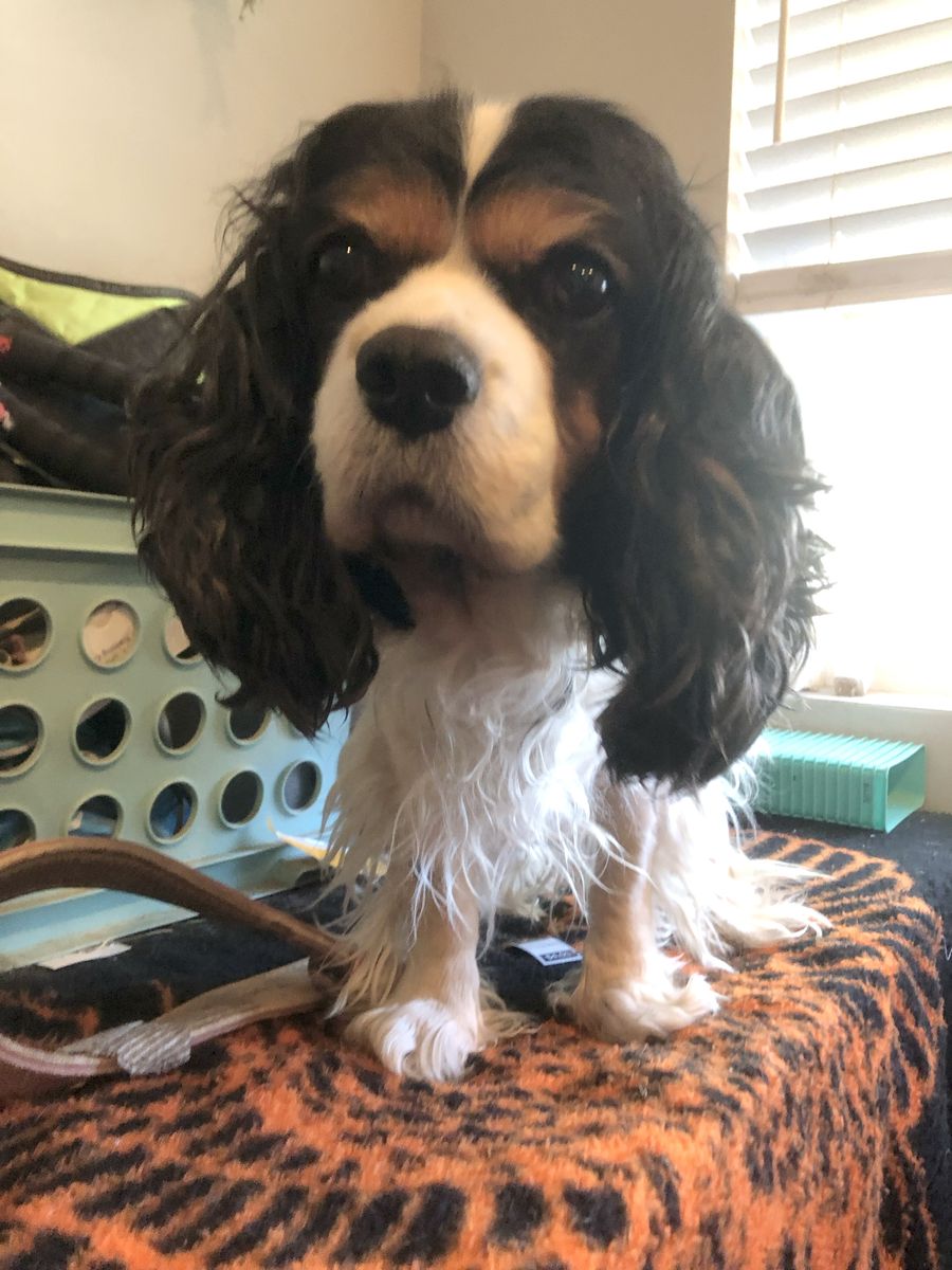 Pure Bred King Charles Cavalier Spaniel Needs A New Loving Home