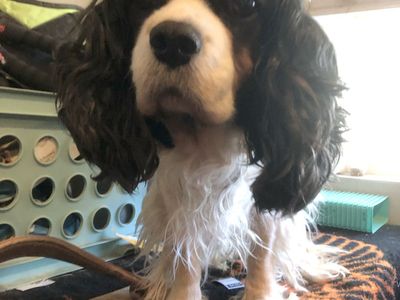 Pure Bred King Charles Cavalier Spaniel Needs A New Loving Home