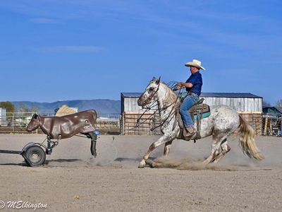All Around Gelding