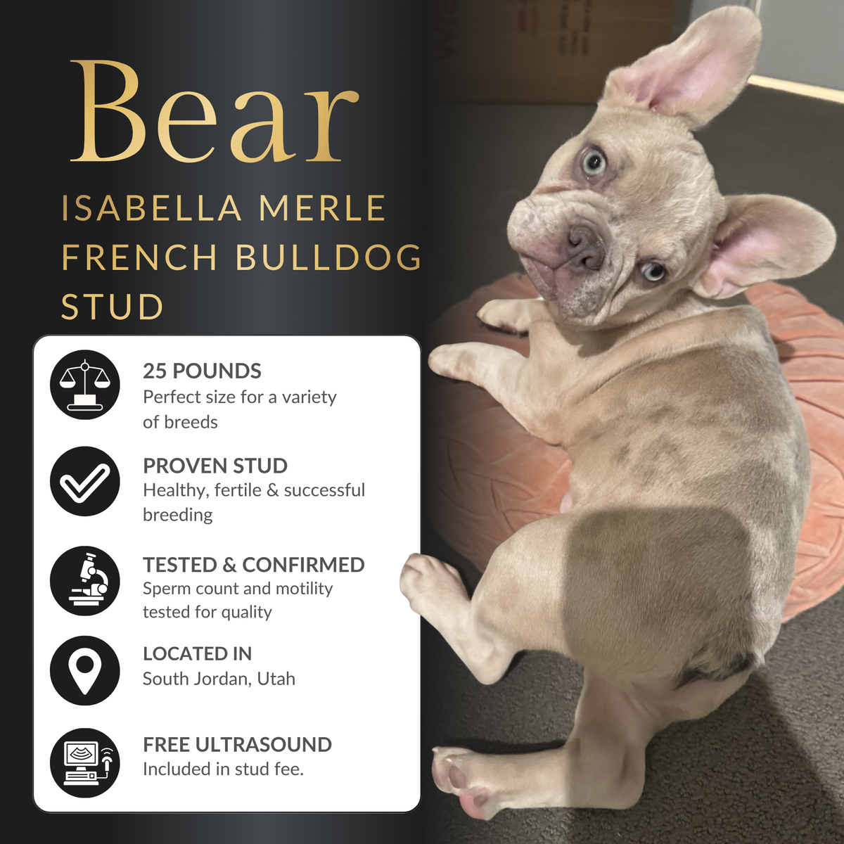 Isabella Merle French Bulldog Stud Service – Champion Bloodline – Rare Genetics