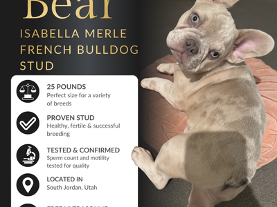 Isabella Merle French Bulldog Stud Service – Champion Bloodline – Rare Genetics