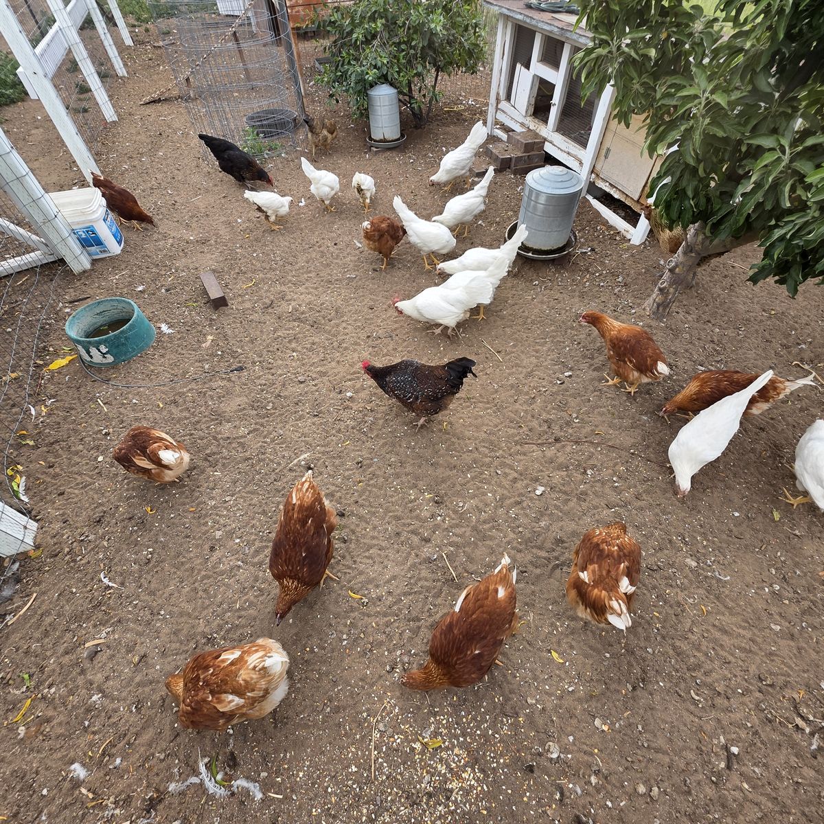 Pullets, hens