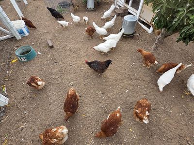 Pullets, hens