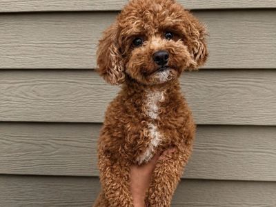 Cute AKC 6lb Toy Poodle Stud