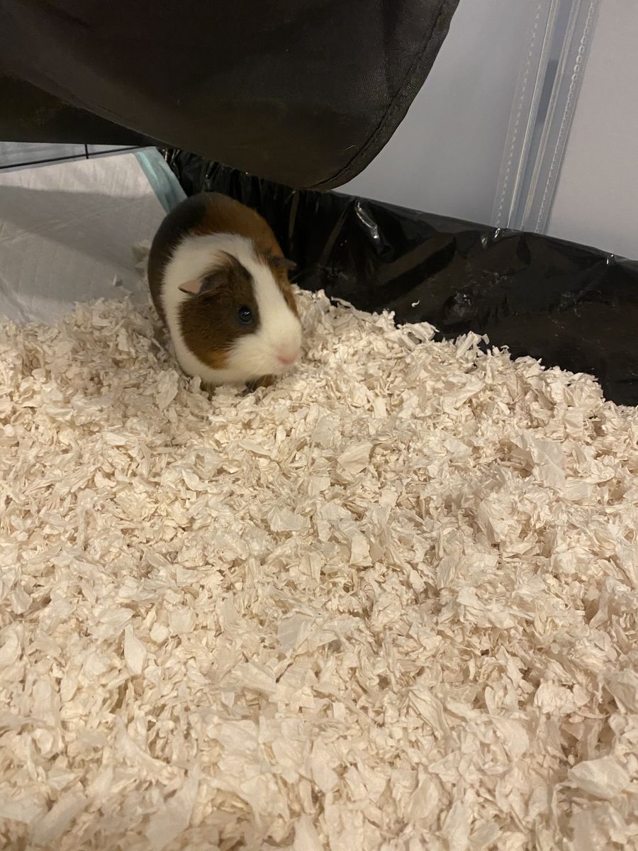 Adorable Tri-Color Guinea Pig - Friendly and Ready for a New Home