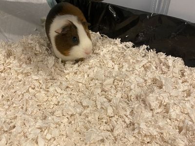 Adorable Tri-Color Guinea Pig - Friendly and Ready for a New Home