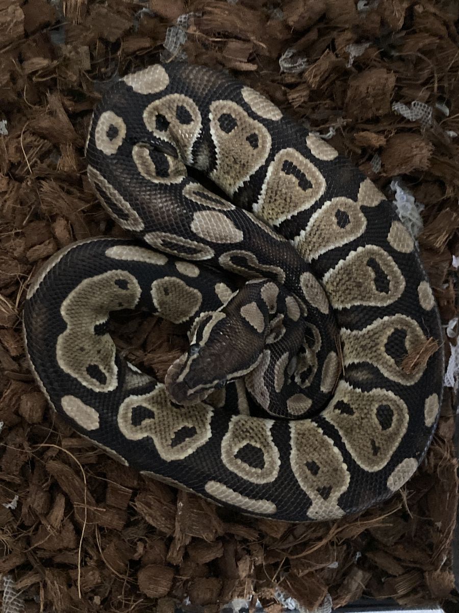 Free Ball Python with enclosure