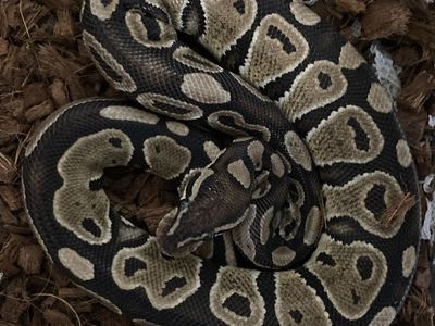 Free Ball Python with enclosure