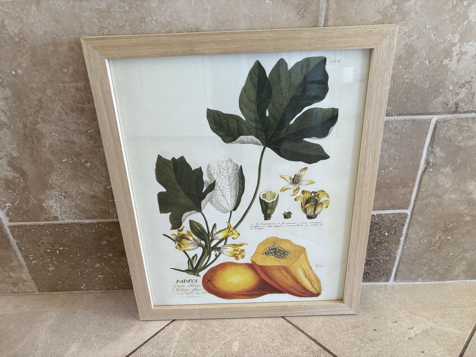 New Botanical Papaya Print in Light Wood Frame