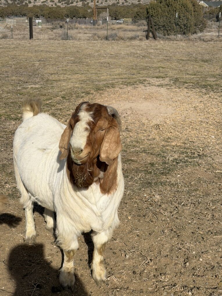 Goats Boer