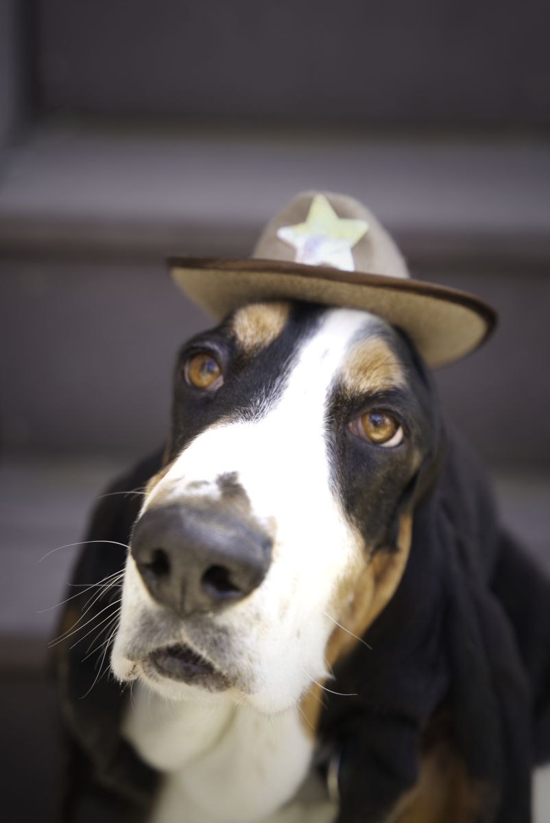 Purebred Basset Hound Stud
