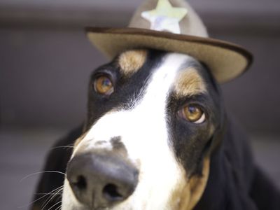 Purebred Basset Hound Stud
