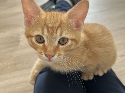 2 Kittens Left! Adorable Kittens Looking for Their Forever Homes!