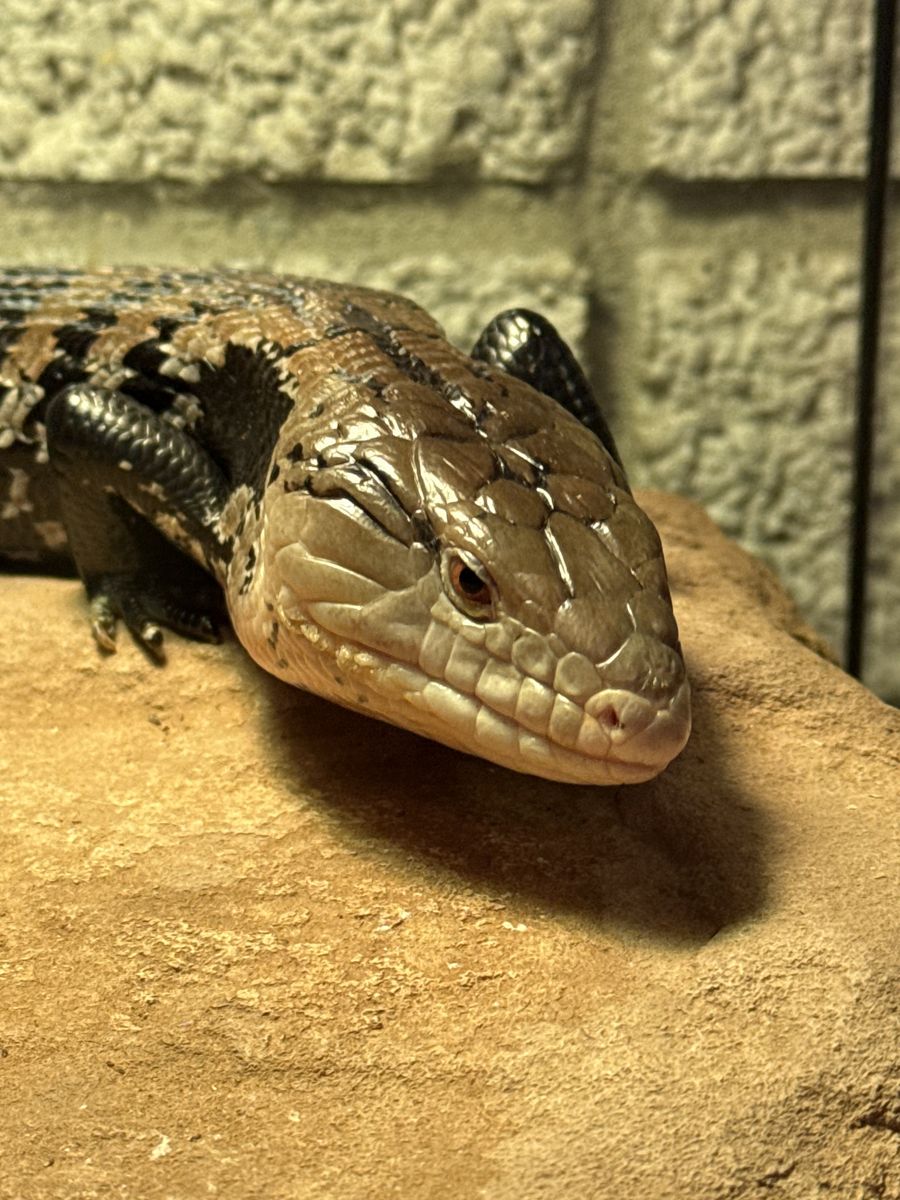 ISO merauke Indonesian blue tongue skink babies