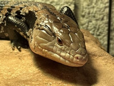 ISO merauke Indonesian blue tongue skink babies