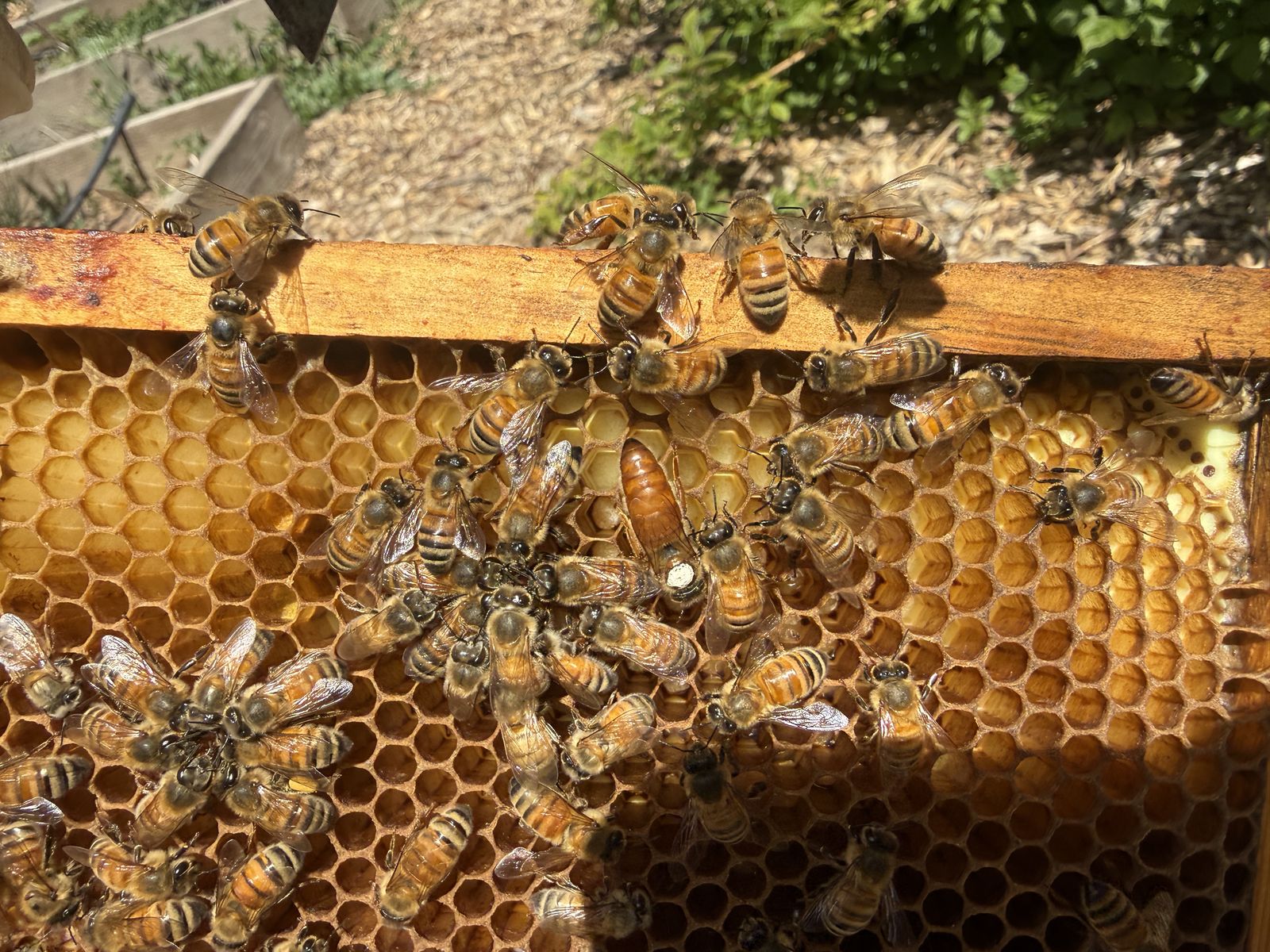 Honeybee nucs for sale