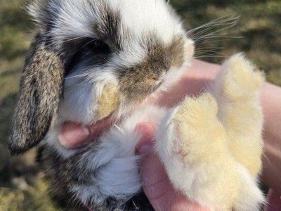 Baby Mini Lop Bunny Rabbits