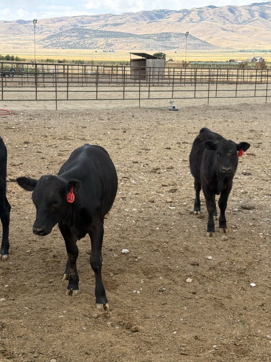 Beef heifer calves 