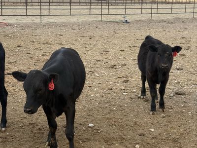 Beef heifer calves