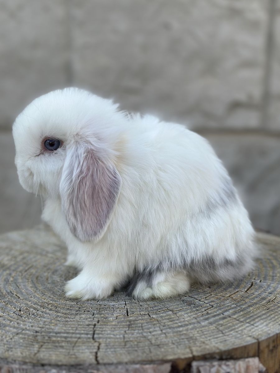 Magpie Holland Lop Baby Boy
