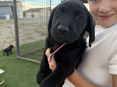 AKC Labrador Retriever Puppies Available Now
